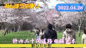 みんぽう花便り　2022年版<br />
静内二十間道路の日本一桜並木