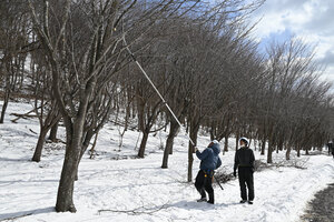 緑ケ丘公園で活動　エゾヤマザクラを点検と剪定 造園組合日胆支部