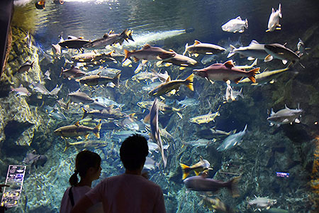 カラフトマスとシロザケ、悠然と泳ぎ迫力満点　サケのふるさと千歳水族館で展示