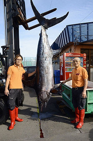大迫力のメカジキ水揚げ　重さ１８２キロ全長３メートル超－苫漁港関係者も驚き
