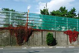 日本の花風景１００選に「王子製紙苫小牧工場」　秋に色づく塀のツタ