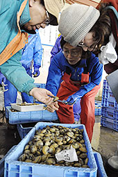 １１年ぶりホッキ貝の稚貝大量発生　苫小牧沖、資源継承に期待感