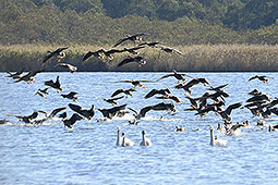 ウトナイ湖に渡り鳥　ハクチョウやガン飛来ピーク