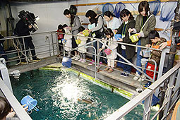 大水槽でサケに餌やり　千歳水族館で飼育係体験