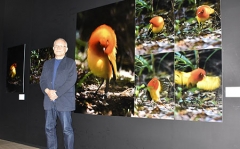 鳥に魅せられた「写業」振り返る　千歳在住写真家・嶋田忠さん、東京で個展
