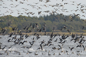ウトナイ湖に水鳥大群 秋の渡りシーズン迎える