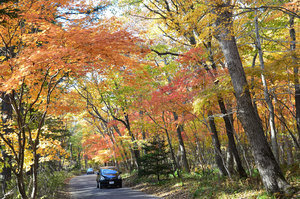 鮮やか　紅葉が見頃 北大苫研究林に秋の風情