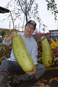 白老・三上さん宅で巨大ユウガオ収穫、ずっしり重さ１０キロ 