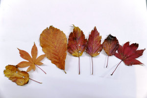 落ち葉の色や形楽しんで ウトナイ湖は種類が豊富