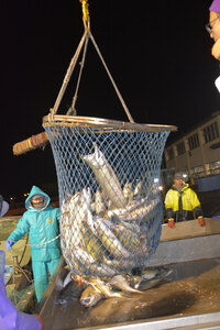 胆振海区の定置網漁　今月上旬の秋サケ低調、不漁続き前年割れに