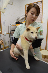 白老　脊椎骨折の柴犬を竹浦で保護、飼い主はすぐに連絡を