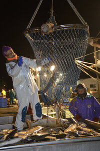 苫漁協の秋サケ定置網漁終了、漁獲量は前年比５％増も金額は６年ぶり低水準