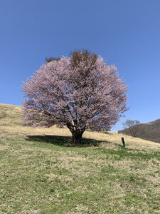 「うらかわオバケ桜」  環境省データベースに登録