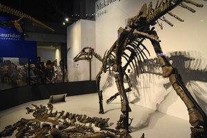 恐竜展２０２０　道博物館で６月に開催へ 「むかわ竜」や「ホベツアラキリュウ」も出展