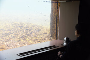 群れるサケ稚魚　映像配信 千歳水族館、観察窓にライブカメラ