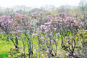 春風に揺れるピンク　ほべつ道民の森・つつじ園