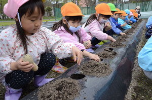 「大きくなあれ」 幼稚園児ら１５０人芋植え