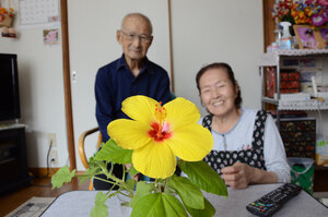 明野新町の田村さん宅でハイビスカス開花、わずか１日のはかない美しさ 
