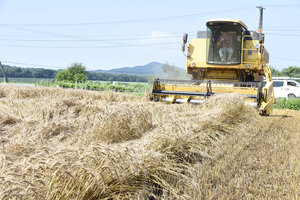 千歳、恵庭農家 黄金色に輝く小麦　収穫ピーク
