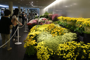 チカホで花イベント あすまで　色鮮やか４万本展示　 道花き振興協