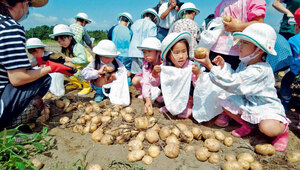 園児ら大はしゃぎ 芋の収穫体験 千歳第２ メリー幼稚園