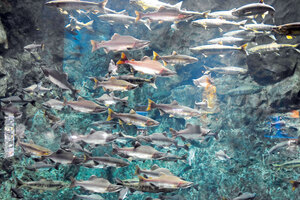 迫力満点 カラフトマスと シロザケ展示 千歳水族館 １２月中旬まで
