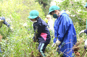 有害外来植物を駆除　ウトナイ小５年生が自然保護活動