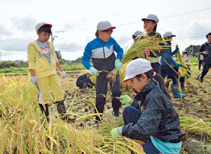 厚真中央小 児童が田んぼで稲刈り　苦労を実感　米農家に感謝