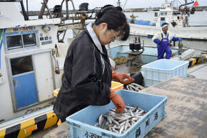 シシャモ漁始まる　しけで初日振るわず　鵡川漁港