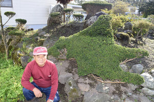庭のオンコ　北海道の形に 愛情込めて手入れ　白老・栄町の高木さん