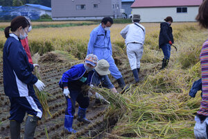 稲刈り体験会で 黄金色の穂を収穫 田んぼのオーナー事業－厚真