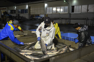 秋サケ回復の兆し　水揚げ連日１０トン超え　苫漁協定置網漁