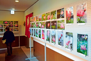 ハスの花フォトコン作品展示中　安平町内各所で来月６日まで