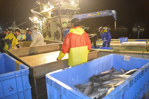 秋サケ記録的不漁　最低年下回るペース　漁獲高は３割増し　胆振海区