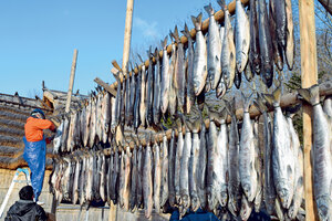 サケ１５０匹　寒ざらし 　白老<br />
アイヌ伝統の保存食 ウポポイで初サッチェプ