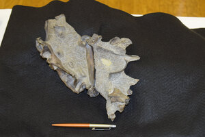 穂別で２例目の恐竜化石、北大・小林教授「新種の可能性高く」