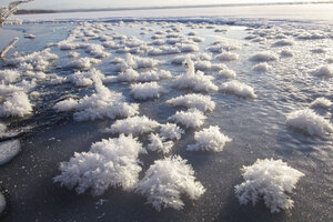 湖面に咲く氷の結晶、ウトナイ湖にフロストフラワー