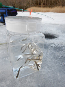 氷上ワカサギ釣り　魚信わくわく食べて満足、錦大沼で初挑戦レポート