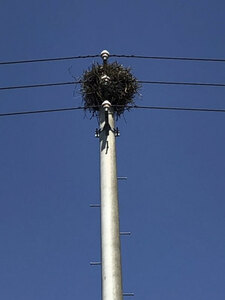 電柱にカラスの巣 「見つけたら通報を」 、北電ネット苫支店