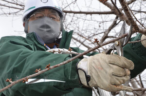 桜の枝４０本提供　五輪選手の「おもてなし」に－苫小牧市