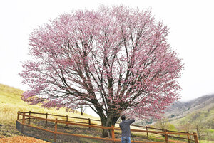 オバケ桜は一般公開 桜まつり中止でも 浦河観光協会