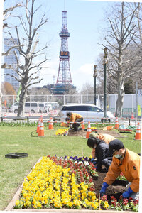 「春花壇」の造成始まる　札幌市の大通公園　色とりどりのパンジー植栽