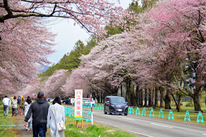５ 満開の桜並木　２年ぶりのまつり　新ひだか町　二十間道路 