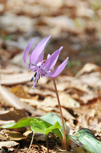 カタクリ かれんに ―　里山に薄紫の花　―　厚真