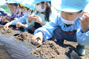 園児２６０人が芋植え－第２はくちょう幼稚園