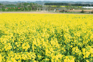 黄色いじゅうたん広がる 菜の花シーズン本格化 安平町追分地区