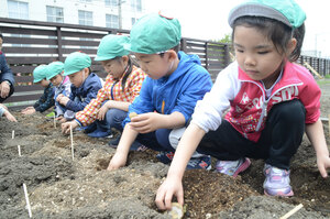 農業に親しみ食育へ発展 苫小牧ふたば幼稚園が敷地内で芋植え