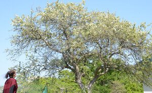 ズミの木に白い花、錦岡の喫茶インタースポット