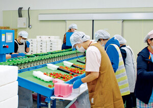 イチゴ共同選果場本格稼働 品質・量的にも順調 ひだか東農協