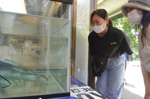 支笏湖温泉でチップの活魚展示始まる 「全身銀色できれい」